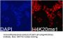 Histone H4K20me1 Antibody