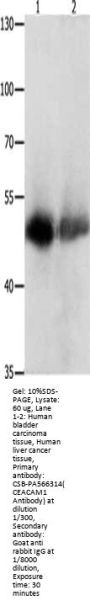 CEACAM1 Antibody