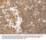 Rabbit anti-human MMP27 polyclonal antibody