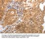 Rabbit anti-human MMP27 polyclonal antibody