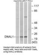 DNAL1 Antibody
