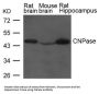 CNP Antibody