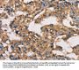 Rabbit anti-human HK3 polyclonal antibody
