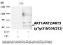 Phospho-AKT1/AKT2/AKT3 (Tyr315/316/312) Antibody