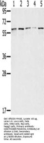 SESN1 Antibody