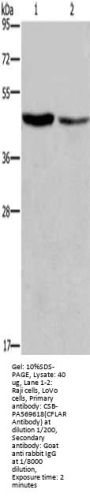 CFLAR Antibody