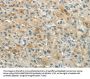 XKR3 Antibody