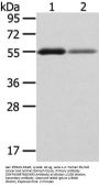 XKR3 Antibody