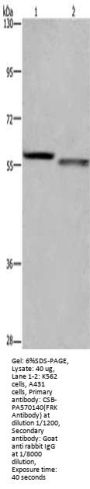 FRK Antibody