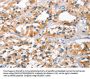 Rabbit anti-human BNIP3L polyclonal antibody