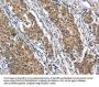 Rabbit anti-human BNIP3L polyclonal antibody