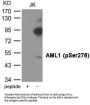 Phospho-RUNX1 (Ser276) Antibody