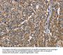 BSG Antibody