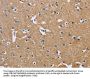 BSG Antibody