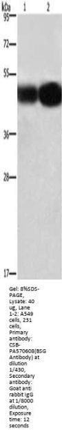 BSG Antibody
