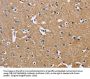 BSG Antibody