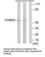 CAMKV Antibody