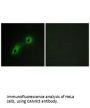CAMKV Antibody