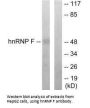 HNRNPF Antibody