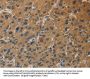 Rabbit anti-human DUSP23 polyclonal antibody