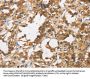 Rabbit anti-human DUSP23 polyclonal antibody