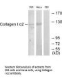 COL1A2 Antibody