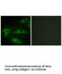 COL1A2 Antibody