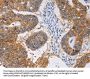 PIWIL1 Antibody