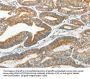 SLC12A4 Antibody