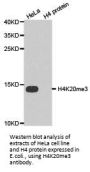 Histone H4K20me3 Antibody