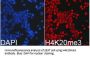 Histone H4K20me3 Antibody