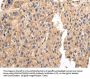 Rabbit anti-human VAMP5 polyclonal antibody