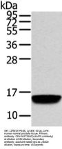 Rabbit anti-human VAMP5 polyclonal antibody