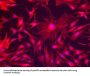 VIM Antibody