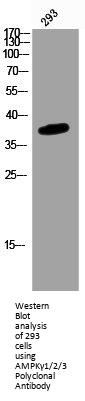 PRKAG1/PRKAG2/PRKAG3 Antibody