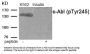 Phospho-ABL1 (Tyr245) Antibody