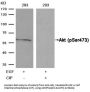 Phospho-AKT1 (Ser473) Antibody