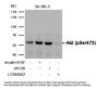 Phospho-AKT1 (Ser473) Antibody