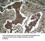 Phospho-AKT1 (Ser473) Antibody