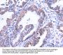 THRSP Antibody