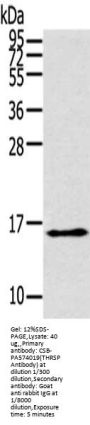 THRSP Antibody