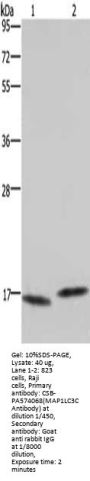 MAP1LC3C Antibody