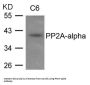PPP2CA Antibody