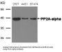 PPP2CA Antibody