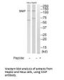 SRCIN1 Antibody