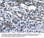 ENPP3 Antibody