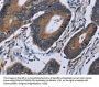 IPO4 Antibody