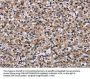 IPO4 Antibody