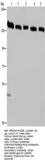 IPO4 Antibody