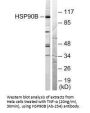 HSP90AB1 (Ab-254) Antibody